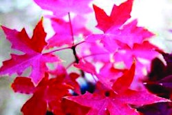 Firedragonshantungmaple 10241440