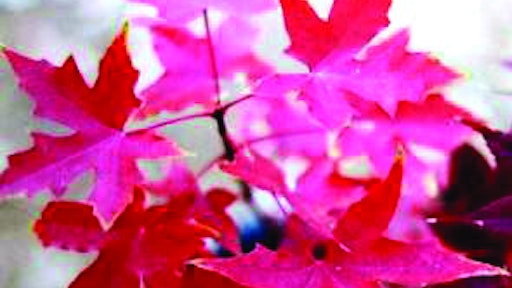 Firedragonshantungmaple 10241440