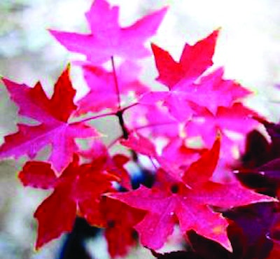 Firedragonshantungmaple 10241440