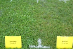 Solitare at 1.3 lbs per acre versus an untreated control.
