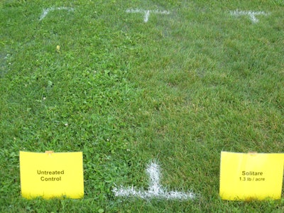 Solitare at 1.3 lbs per acre versus an untreated control.