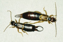 Earwigseuropeanearwigsjak340 10302118
