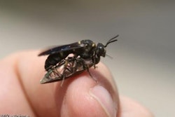 Wasp1