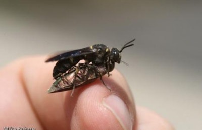 Wasp1