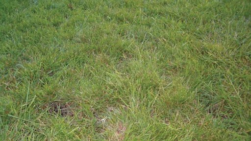 Sustainable Weed Control Fiesta Turf Weed Killer Green