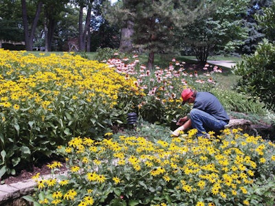 Pruning 10700754
