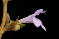 Glechoma Hederacea
