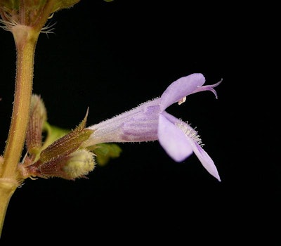 Glechoma Hederacea