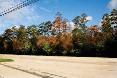 Tree Care Drought Stress 10757612