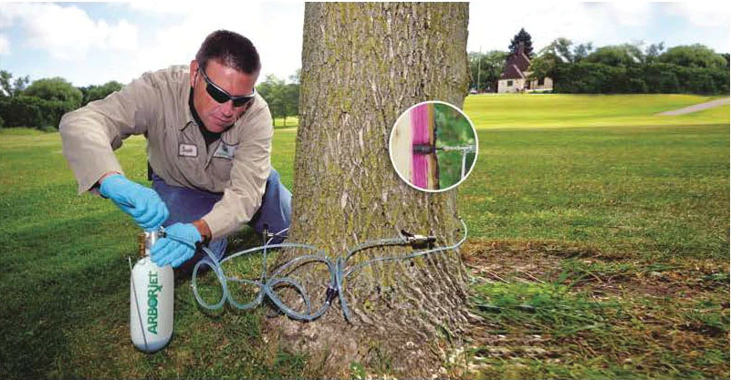 Trzee Injection Tree Trunk Injections Fall Emerald Ash Borer | Green Industry Pros