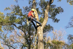 Tree Trimming Tree Care By Guy 10987286