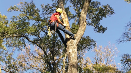 Tree Trimming Tree Care By Guy 10987286
