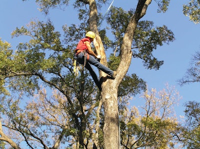 Tree Trimming Tree Care By Guy 10987286