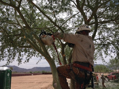 Photo from All Year Round Tree & Landscape Management in Phoenix, AZ.