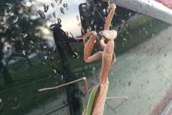 The Chinese Mantis, an imported predator, is a 'worthless insect' that preys upon beneficials like honeybees, leaving other worthless insects like chinch bugs alone, Dr. David Shetlar points out.