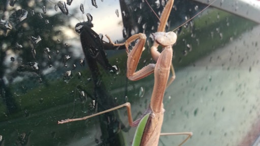 The Chinese Mantis, an imported predator, is a 'worthless insect' that preys upon beneficials like honeybees, leaving other worthless insects like chinch bugs alone, Dr. David Shetlar points out.