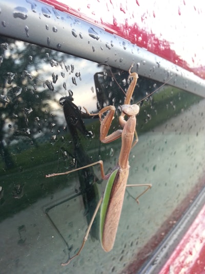 The Chinese Mantis, an imported predator, is a 'worthless insect' that preys upon beneficials like honeybees, leaving other worthless insects like chinch bugs alone, Dr. David Shetlar points out.