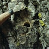 Exit hole of Emerald Ash Borer.