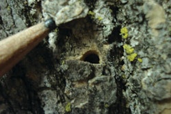 Exit hole of Emerald Ash Borer.