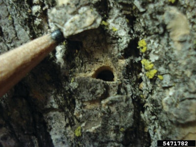 Exit hole of Emerald Ash Borer.