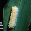 Armyworm Egg Mass On Grassy We 11306124