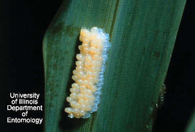 Armyworm Egg Mass On Grassy We 11306124