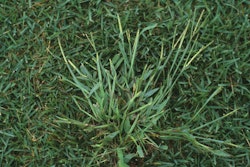 Crabgrass photo from senske.com