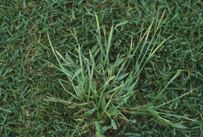 Crabgrass photo from senske.com