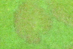 Large Patch or Brown Patch