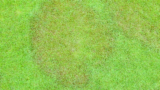 Large Patch or Brown Patch