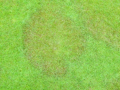 Large Patch or Brown Patch