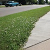 White clover is an indicator weed of low nitrogen.