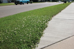 White clover is an indicator weed of low nitrogen.