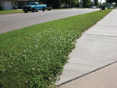 White clover is an indicator weed of low nitrogen.