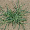 Goosegrass is a warm-season weed.