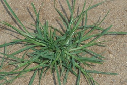 Goosegrass is a warm-season weed.