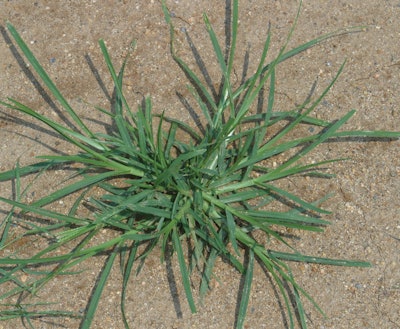 Goosegrass is a warm-season weed.