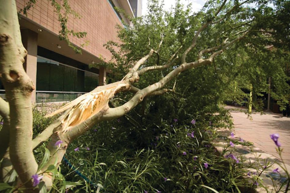 Repair or Remove: Managing Storm-Damaged Trees | Green Industry Pros