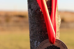 Tree Ceremony