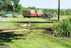 Dogdays Propartsdirect 11545589