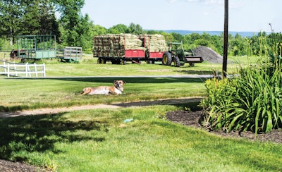 Dogdays Propartsdirect 11545589