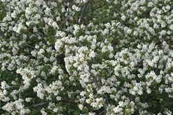 Juneberry trees show flower bloom in April.