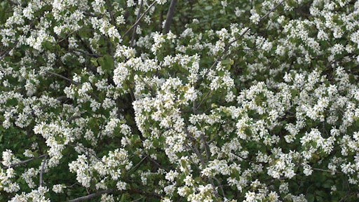 Juneberry trees show flower bloom in April.