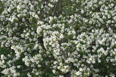 Juneberry trees show flower bloom in April.