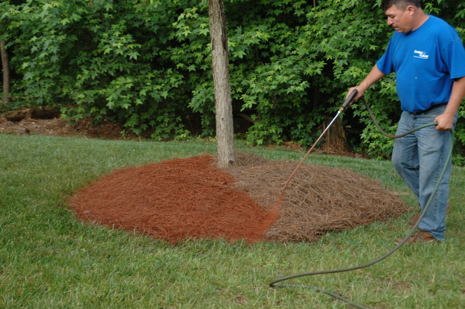 Image of Pine straw mulch J&J Mulch