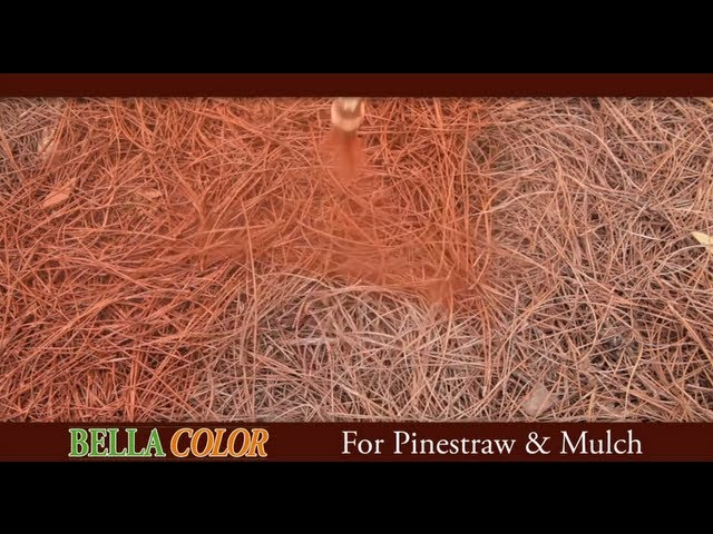 BellaColor of Hilton Head Island