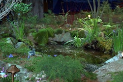 'An Enchanted New England Woodland Walk'