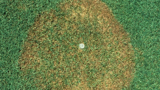 Brown Patch