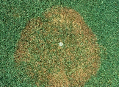 Brown Patch
