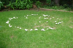 Fairy Ring University of Florida IFAS Extension 55a5390315c8d